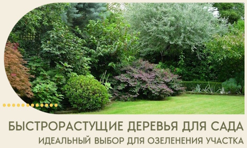 Быстрорастущие деревья для сада идеальный выбор в Ивантеевке