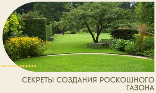 Секреты создания роскошного газона в Ивантеевке